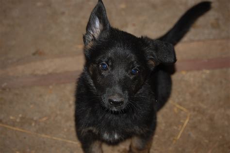 Although selecting a german shepherd puppy is an exciting time, it can be stressful because bringing home a new family member is a huge change to your life. German Shepherd Puppies For Sale | Rochester, NY #157649