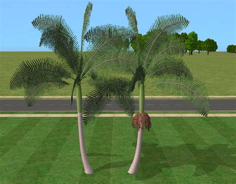 This palm tree can grow up to 40 feet tall and 15 feet wide. Mod The Sims - Realistic palm : Archontophoenix