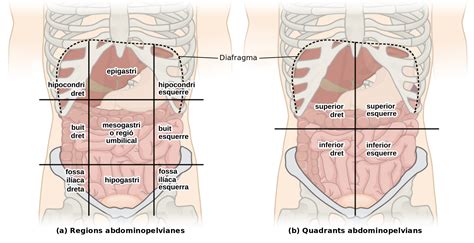 The abdomen is roughly divided into four quadrants: Abdominal Quadrants And Regions Fileabdominal Quadrant ...