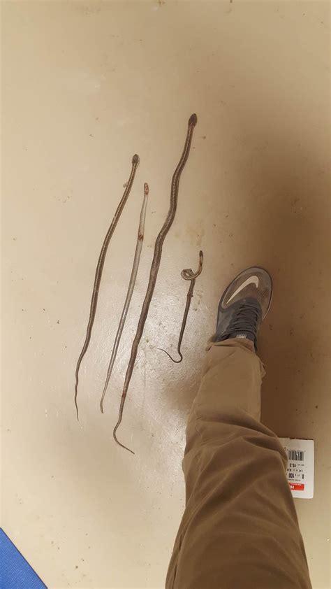 Pay special attention to basements, attics, and crawl spaces as these are ideal locations where pests like to hide out and reproduce. Snakes, found during a Crawl Space Restoration job ...