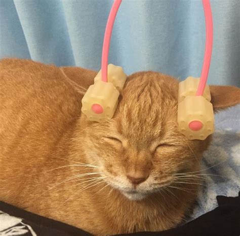 Pamper your pet cat with a massage using the tips described here. This cat enjoying a face massager is the best thing you'll ...