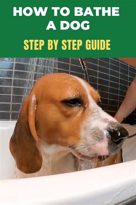 How long do you often bath your cat? How Often Should I Bathe My Dog? - Best Dog Hygiene Tips ...