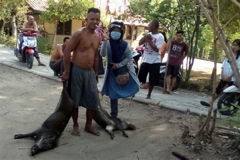 Setelah menabrak pintu masuk masjid, babi hutan itu kemudian berlari ke arah dapur umum, sekitar satu sampai tiga menit, babi itu kemudian keluar dan masuk ke tempat wudu jemaah sekitar satu menitan lalu keluar, kata dia. BABI HUTAN SEBERANGI BENGAWAN SOLO, MASUK PEMUKIMAN WARGA ...