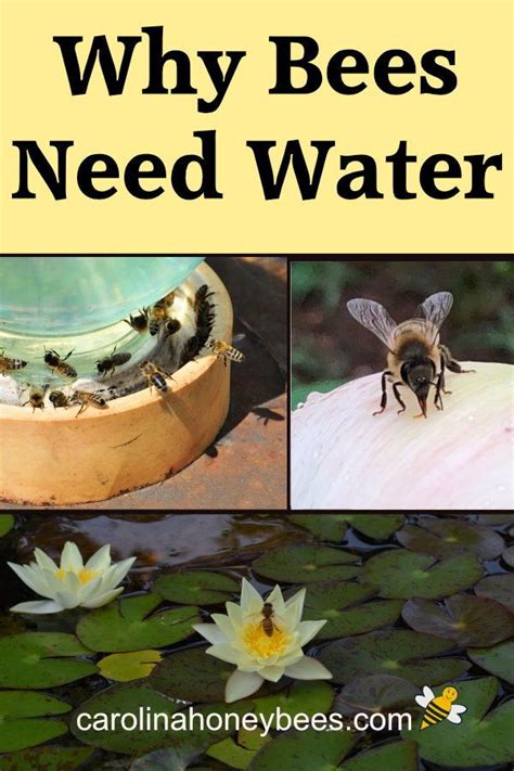 Read through this list… it's pretty short! How to Provide Drinking Water for Bees - Carolina ...