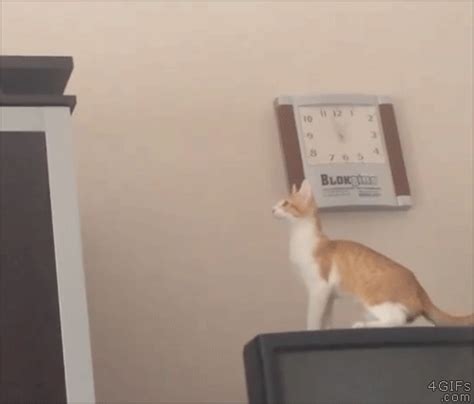 Search, discover and share your favorite cat jump gifs. Cat-jump-fail