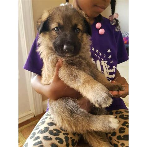 Come see our german shepherd puppies & other puppies for sale today. German Shepherd puppies for sale - all stay inside in Atlanta, Georgia - Puppies for Sale Near Me