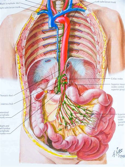 Maybe you would like to learn more about one of these? The best atlas of human anatomy there is / Boing Boing