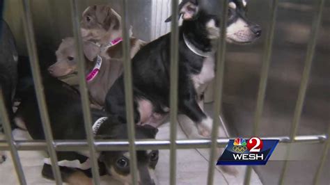 San bernardino county animal care and control operates 2 animal shelters, located in the communities of devore and big bear. Lake County animal shelter critically crowded after storm