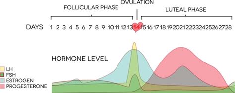 Eisprung, follikelsprung oder ovulation bezeichnet den vorgang im menstruationszyklus, bei dem eine unbefruchtete eizelle aus einem reifen follikel ausgestoßen wird und in den eileiter wandert, wo sie von einem spermium befruchtet werden kann. Weiblicher Zyklus - Eisprungkalender24