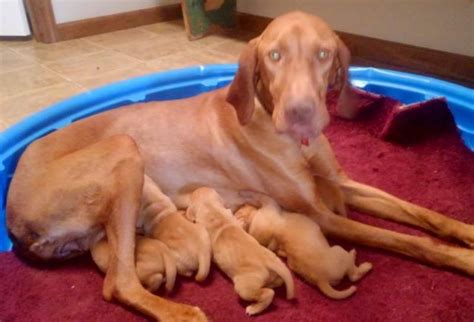 Bred to follow the magyar hunters on horse back, they have an amazing golden meadows retrievers offers vizsla puppies for sale that are in a number of training stages. Molly | Vizsla Puppy For Sale | Keystone Puppies