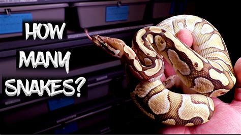 These reptiles have paired external genitals, even though they only use one at a time during mating. How many Snakes Do You Have? (Take the Survey!) - YouTube