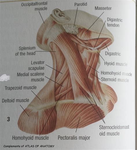 Striated shoulder/neck muscles in humans. Pin on Energy Healing