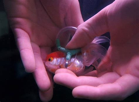 We did not find results for: Pet Fish Quotes Love. QuotesGram