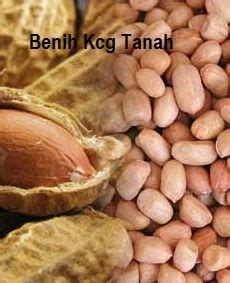 Seperti dikutip dari wikipedia, kacang jebrol ini merupakan sumber energi tubuh yang penting. Anim Agro Technology: KACANG LUPAKAN KULIT