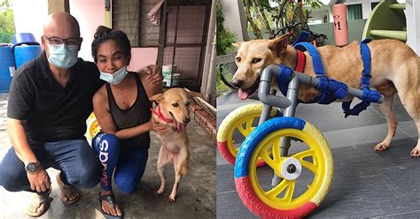 Tapi isteri yang ada di belakangnya juga tak kurang hebat dan bijaksana. Harith Iskander Dedah Jadikan Anjing Kudung Sebagai Anak ...