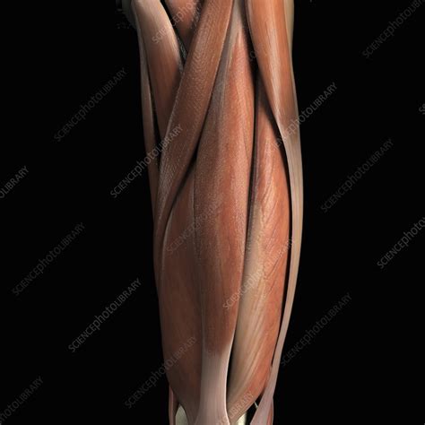 This muscle includes four heads that originate in different locations but all share the. The Muscles of the Upper Leg (Front) - Stock Image - C020/3009 - Science Photo Library