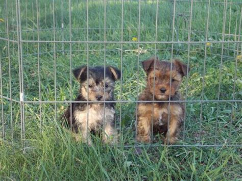 Yorkiepoo puppies for sale at canine corral the #1 place on long island to buy your new puppy! Yorkie-Poo Female Puppy for Sale in Janesville, Minnesota ...