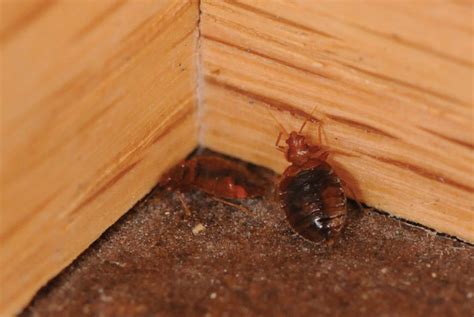 Primarily nocturnal, bed bugs will adapt to the inspection of mattress and furniture areas is the first step in controlling or eliminating bed bugs. Bed Bug Control & Removal Services | Dave's Pest Control