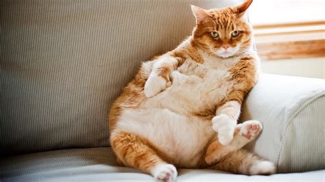 The case interview workbook contains 60 case questions for management consulting interviews, with complete solutions. Labour would end 'fat cat academy salaries' | Tes News