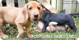 As long as foster parents meet the shelter requirements that are necessary for adopting, foster parents often will have an option to adopt their foster pets. Fostering - Foster Pet Outreach