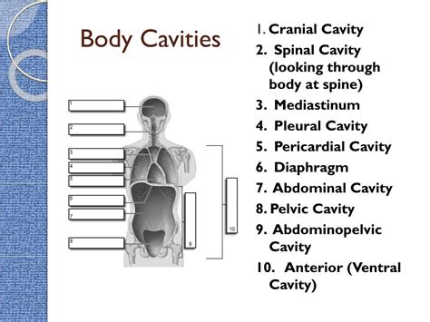 Examples of these anatomical terms used to label body structures include the axial skeleton, the median cerebral artery, the posterior and anterior pituitary, and the inferior and superior vena cava. PPT - Intro to the Human Body - Directional Terms, Planes ...