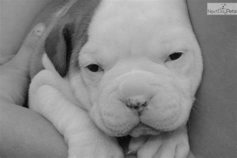 The american bulldog registry & archives is a registry created in 1999 by american bulldog breeders for american bulldog breeders. Puppies for Sale from Brickhouse American Bulldogs Of ...