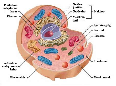 Maybe you would like to learn more about one of these? Bagian - Bagian Sel Hewan dan Sel Tumbuhan Beserta ...