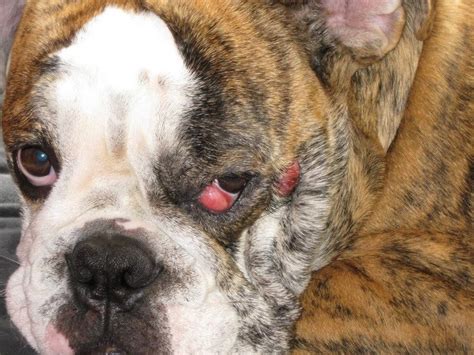 I just put some artificial tear eye drops in and massaged his eye and the eyelid returned to normal. Cherry Eye in Dogs: Symptoms And Home Treatment