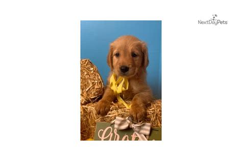 All grrall dogs are $400. Cora: Golden Retriever puppy for sale near Dallas / Fort ...