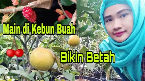 Pada artikel kali ini kami akan membahas aneka jenis tanaman buah yang dapat ditanam atau ditempatkan di dalam pot kecil. BERMACAM POHON BUAH dalam POT || Pohon Buah Cangkokan ...