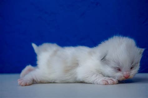 Standardmunchkinkitten.com started as a hobby back in 2012. Munchkin Kittens for Sale | Buy Munchkin Cat Near Me | www ...