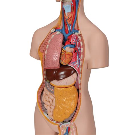 Labeled diagram human torso anatomy perfect. Human Torso Model | Life-Size Torso Model | Anatomical ...