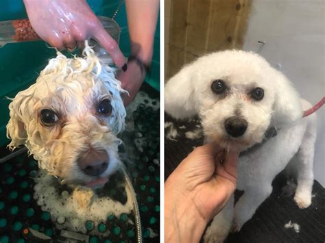 Dog Groomers Christchurch | Big & Small Dog Grooming & Dog ...