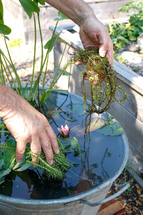 Wie kann man sich einen gartenbrunnen aus stein selbst bauen? Miniteich anlegen | selbst.de | Miniteich, Miniteich ...