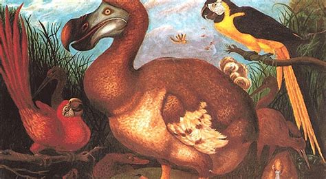 See more ideas about bird coloring pages, coloring pages, dodo. The extinction of the Dodo Bird by JB MALZAC