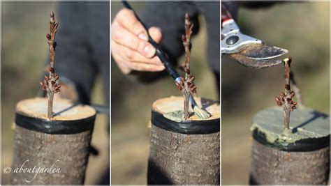 Andiamo a vedere come innestare un limone secondo le tecniche più comuni e quali sono i periodi più adatti per ognuna. DIY: innesto a corona su albero da frutto | aboutgarden