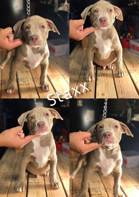 14:58 caona bullys recommended for you. American Bully Puppies For Sale | Oxnard, CA #251167