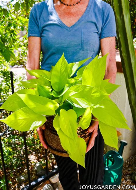 Chartreuse seems to have a kind of inner glow of its own. Neon Pothos Care: A Vibrant Chartreuse Houseplant