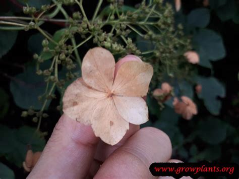 Find help & information on hydrangea seemannii seemann's hydrangea from the rhs. Hydrangea - How to grow & care