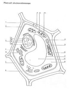 Select view plant cell, and click sample. Plant Cell Sketch at PaintingValley.com | Explore ...