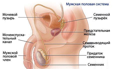 علاج تضخم البروستاتا الحميد و الخطأ المنطقي خطورة المفاهيم الخاطئة. Anatomie und Physiologie des männlichen ...