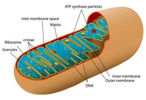 Maybe you would like to learn more about one of these? Mitochondrion: Definition, Structure and Function ...