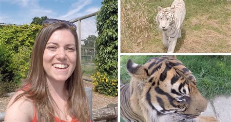 Lions tigers & bears is an exotic animal rescue and big cat sanctuary located just 45 minutes from downtown san diego in alpine, california. Big Cat Sanctuary in Kent // Absolute Nature - YouTube