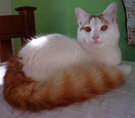 April 13, 2018 by sarah holloway 103 comments. Turkish Van vs Chantilly/Tiffany - Breed Comparison