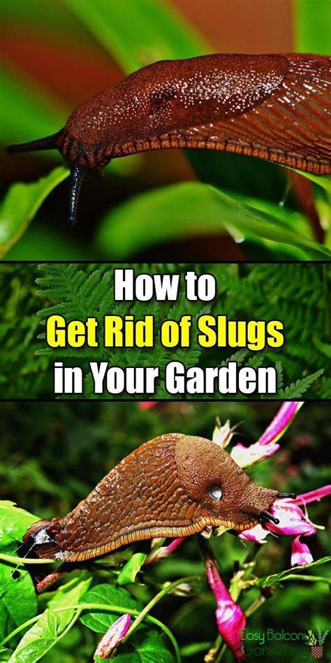 Here are the most common ways to keep your vegetable and ornamental crops safe. How to Get Rid of Slugs in Your Garden - Easy Balcony ...