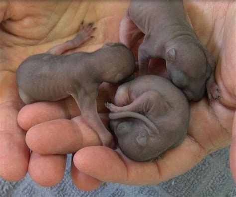 How to feed a newborn puppy. How to Take Care of a Baby Squirrel - A to Z Guide ...