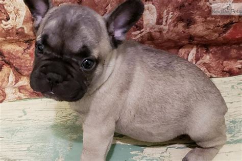 Advice from breed experts to make a safe choice. French Bulldog Puppies For Sale Near Me