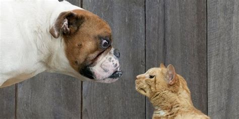 The exact causes are unknown, however genetic factors may play a role in animals developing the condition, and it can be keep an eye on your aging cat for common signs and symptoms of feline senile dementia, including Cat People Vs. Dog People: Can't We All Get Along? | HuffPost