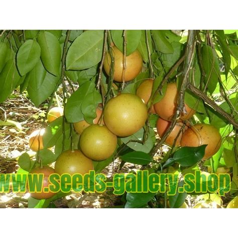 Crveni Grejpfrut Seme (Citrus × paradisi) - Cena €3.35