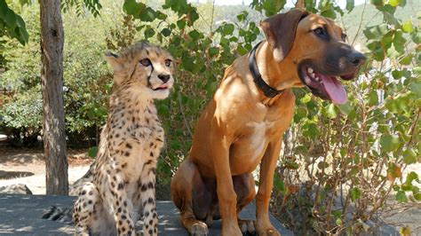 How do you make friends with every animal or insect? Unlikely Animal Friends - National Geographic for everyone ...